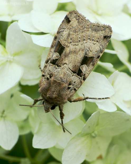 Juodadėmis dirvinukas - Xestia triangulum | Fotografijos autorius : Vidas Brazauskas | © Macrogamta.lt | Šis tinklapis priklauso bendruomenei kuri domisi makro fotografija ir fotografuoja gyvąjį makro pasaulį.