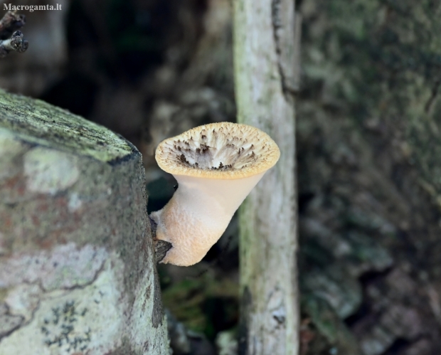 Dryad's saddle - Cerioporus squamosus? | Fotografijos autorius : Kazimieras Martinaitis | © Macronature.eu | Macro photography web site