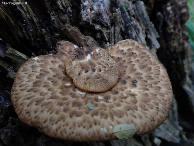 Dryad's saddle - Cerioporus squamosus | Fotografijos autorius : Vitalij Drozdov | © Macronature.eu | Macro photography web site