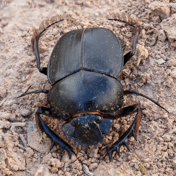 Scarab beetle - Scarabaeus bannuensis | Fotografijos autorius : Žilvinas Pūtys | © Macronature.eu | Macro photography web site