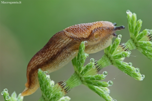 Kislusis arionas - Arion fuscus | Fotografijos autorius : Gintautas Steiblys | © Macrogamta.lt | Šis tinklapis priklauso bendruomenei kuri domisi makro fotografija ir fotografuoja gyvąjį makro pasaulį.