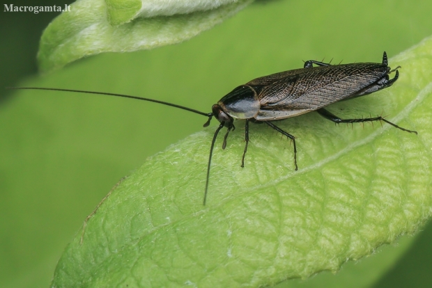 Dusky Cockroach - Ectobius lapponicus | Fotografijos autorius : Gintautas Steiblys | © Macronature.eu | Macro photography web site