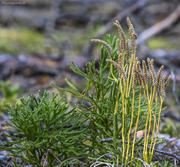 Dvišakė padraika - Diphasiastrum complanatum | Fotografijos autorius : Kazimieras Martinaitis | © Macrogamta.lt | Šis tinklapis priklauso bendruomenei kuri domisi makro fotografija ir fotografuoja gyvąjį makro pasaulį.