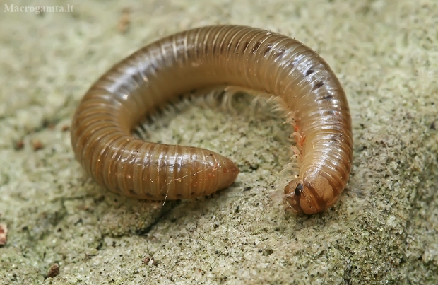 Dviporiakojis šimtakojis - Julidae | Fotografijos autorius : Gintautas Steiblys | © Macrogamta.lt | Šis tinklapis priklauso bendruomenei kuri domisi makro fotografija ir fotografuoja gyvąjį makro pasaulį.