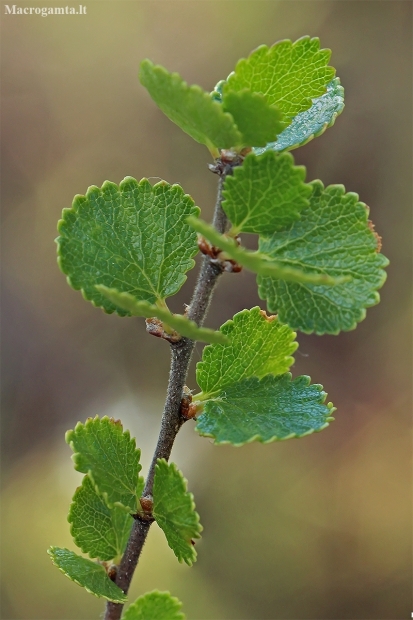 Dwarf birch - Betula nana | Fotografijos autorius : Gintautas Steiblys | © Macronature.eu | Macro photography web site