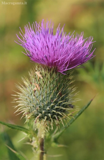 Dygioji usnis - Cirsium vulgare  | Fotografijos autorius : Gintautas Steiblys | © Macrogamta.lt | Šis tinklapis priklauso bendruomenei kuri domisi makro fotografija ir fotografuoja gyvąjį makro pasaulį.