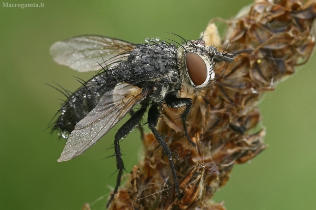 Dygliamusė - Exorista rustica  | Fotografijos autorius : Gintautas Steiblys | © Macrogamta.lt | Šis tinklapis priklauso bendruomenei kuri domisi makro fotografija ir fotografuoja gyvąjį makro pasaulį.