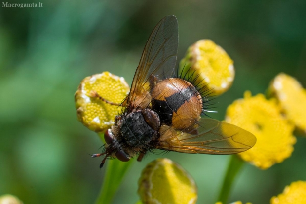 Dygliamusė - Tachina fera | Fotografijos autorius : Oskaras Venckus | © Macrogamta.lt | Šis tinklapis priklauso bendruomenei kuri domisi makro fotografija ir fotografuoja gyvąjį makro pasaulį.