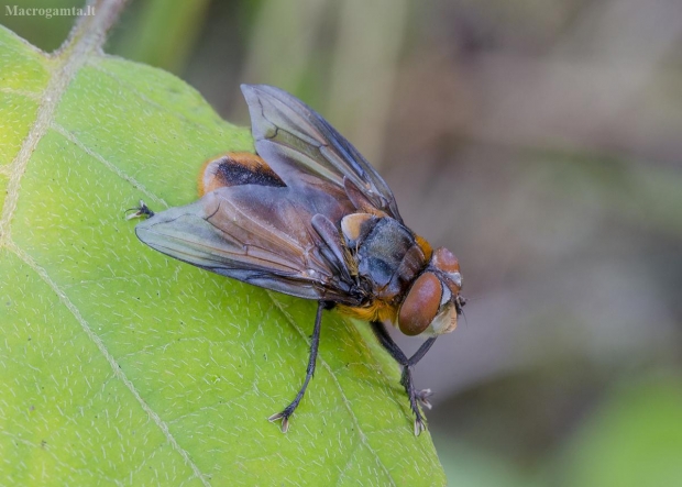 Dygliamusė - Phasia hemiptera | Fotografijos autorius : Kazimieras Martinaitis | © Macrogamta.lt | Šis tinklapis priklauso bendruomenei kuri domisi makro fotografija ir fotografuoja gyvąjį makro pasaulį.