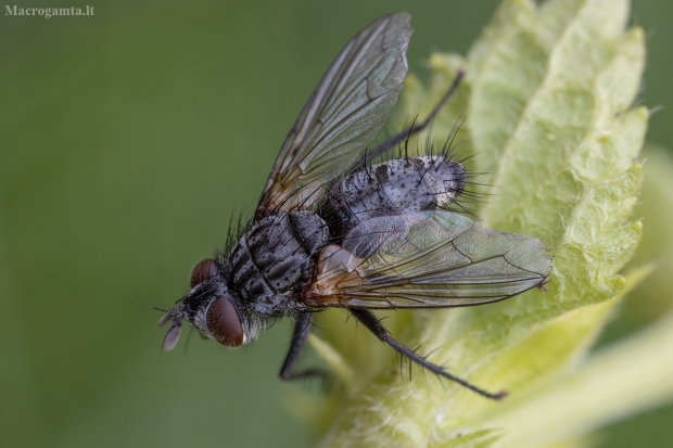 Dygliamusė - Phorocera obscura | Fotografijos autorius : Žilvinas Pūtys | © Macrogamta.lt | Šis tinklapis priklauso bendruomenei kuri domisi makro fotografija ir fotografuoja gyvąjį makro pasaulį.