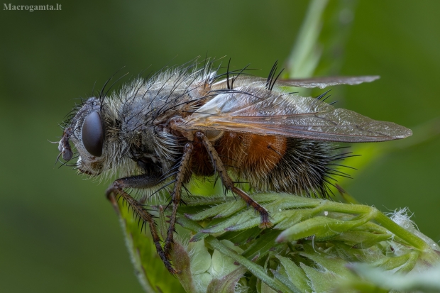 Dygliamusė - Tachina lurida ♀ | Fotografijos autorius : Žilvinas Pūtys | © Macrogamta.lt | Šis tinklapis priklauso bendruomenei kuri domisi makro fotografija ir fotografuoja gyvąjį makro pasaulį.