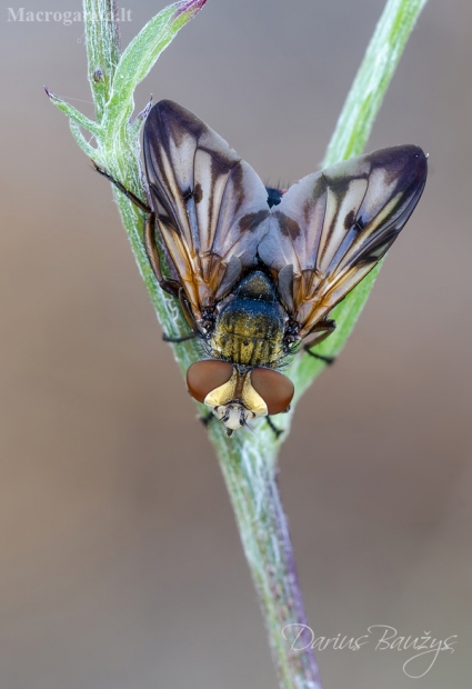 Dygliamusė | Ectophasia crassipennis | Fotografijos autorius : Darius Baužys | © Macrogamta.lt | Šis tinklapis priklauso bendruomenei kuri domisi makro fotografija ir fotografuoja gyvąjį makro pasaulį.