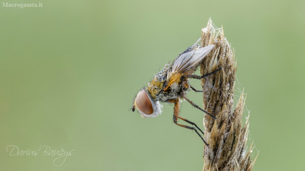 Dygliamusė | Ectophasia crassipennis | Fotografijos autorius : Darius Baužys | © Macrogamta.lt | Šis tinklapis priklauso bendruomenei kuri domisi makro fotografija ir fotografuoja gyvąjį makro pasaulį.