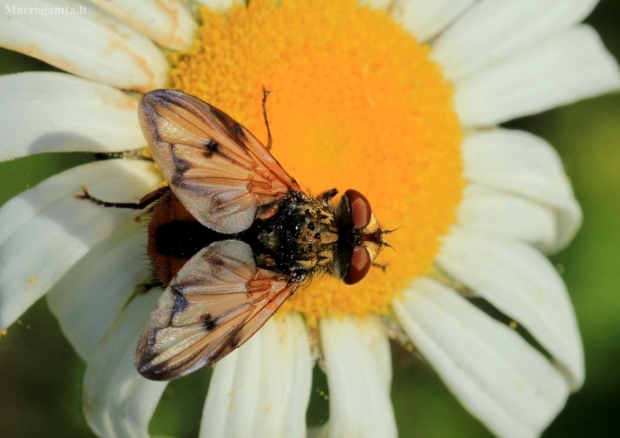 Dygliamusė - Ectophasia crassipennis | Fotografijos autorius : Ramunė Vakarė | © Macrogamta.lt | Šis tinklapis priklauso bendruomenei kuri domisi makro fotografija ir fotografuoja gyvąjį makro pasaulį.