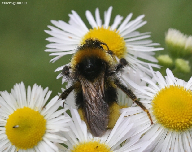 Early bumblebee - Bombus pratorum | Fotografijos autorius : Vytautas Gluoksnis | © Macronature.eu | Macro photography web site