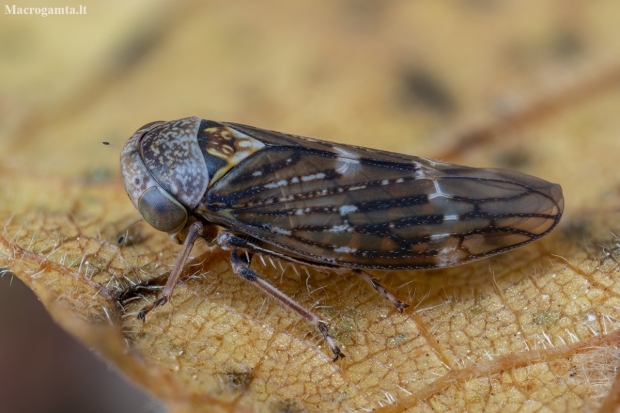 Early leafhopper - Acericerus ribauti ♂ | Fotografijos autorius : Žilvinas Pūtys | © Macronature.eu | Macro photography web site