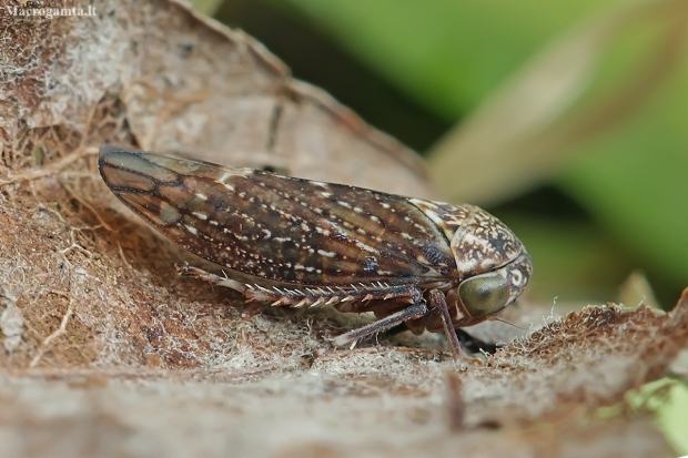 Early leafhopper - Acericerus ribauti  | Fotografijos autorius : Gintautas Steiblys | © Macronature.eu | Macro photography web site