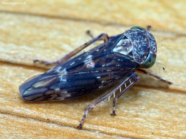 Early leafhopper - Acericerus ribauti | Fotografijos autorius : Kazimieras Martinaitis | © Macronature.eu | Macro photography web site