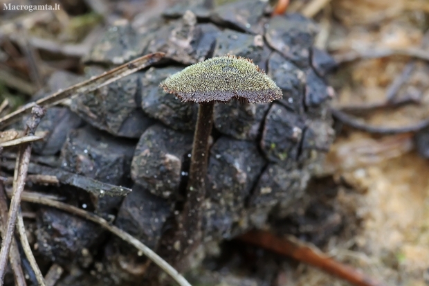 Earpick fungus - Auriscalpium vulgare | Fotografijos autorius : Vytautas Tamutis | © Macronature.eu | Macro photography web site
