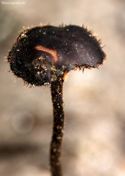 Earpick fungus - Auriscalpium vulgare | Fotografijos autorius : Ramunė Vakarė | © Macronature.eu | Macro photography web site