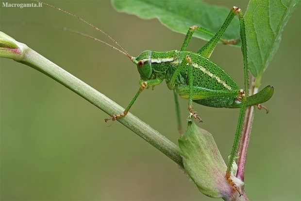 Eastern Saw Bush-cricket - Barbitistes constrictus | Fotografijos autorius : Gintautas Steiblys | © Macronature.eu | Macro photography web site
