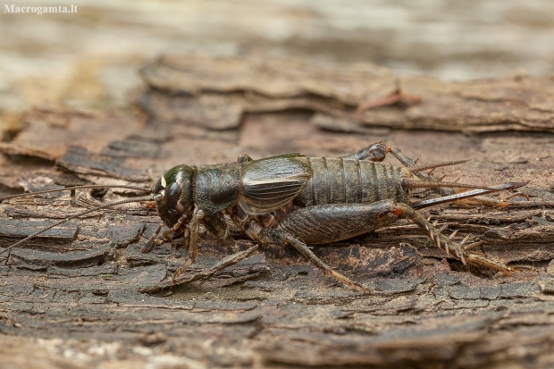Eastern Stripe-headed cricket - Modicogryllus frontalis ♀ | Fotografijos autorius : Žilvinas Pūtys | © Macronature.eu | Macro photography web site