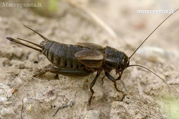 Eastern Stripe-headed cricket - Modicogryllus frontalis | Fotografijos autorius : Gintautas Steiblys | © Macronature.eu | Macro photography web site