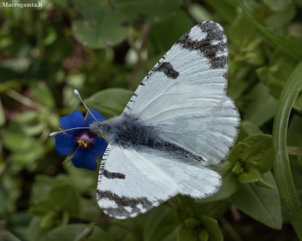 Eastern dappled white - Euchloe ausonia | Fotografijos autorius : Žilvinas Pūtys | © Macronature.eu | Macro photography web site