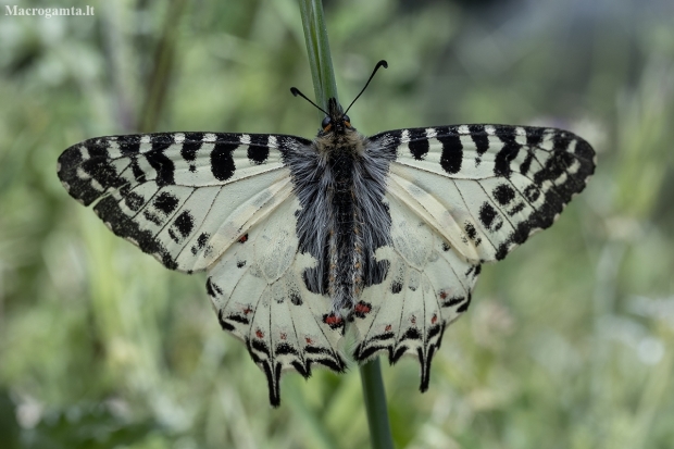 Eastern festoon - Zerynthia cerisy | Fotografijos autorius : Žilvinas Pūtys | © Macronature.eu | Macro photography web site