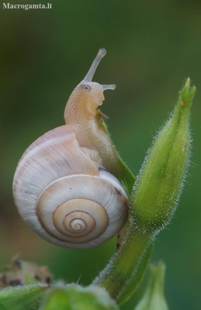 Eastern heath snail - Xerolenta obvia | Fotografijos autorius : Gintautas Steiblys | © Macronature.eu | Macro photography web site