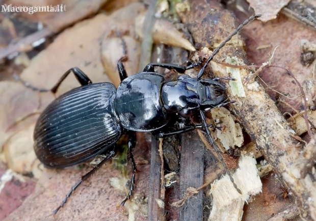 Ebony blackclock - Pterostichus aethiops | Fotografijos autorius : Romas Ferenca | © Macronature.eu | Macro photography web site