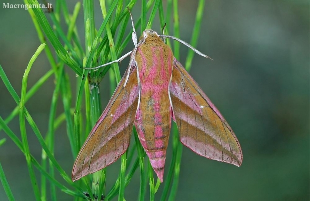 Elephant Hawk-moth - Deilephila elpenor | Fotografijos autorius : Gintautas Steiblys | © Macronature.eu | Macro photography web site