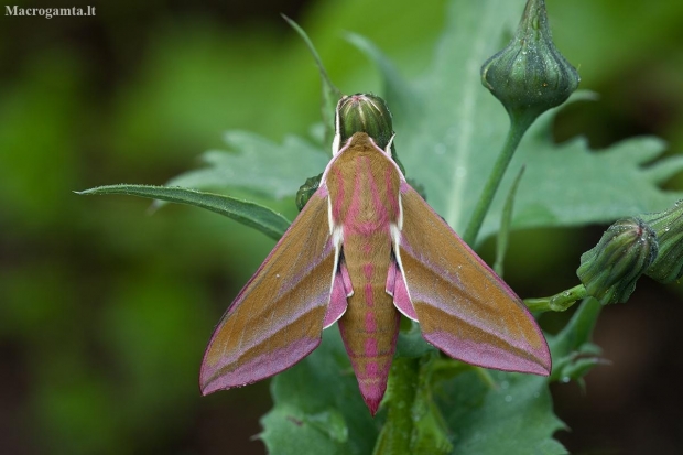 Elephant Hawk-moth - Deilephila elpenor | Fotografijos autorius : Žilvinas Pūtys | © Macronature.eu | Macro photography web site