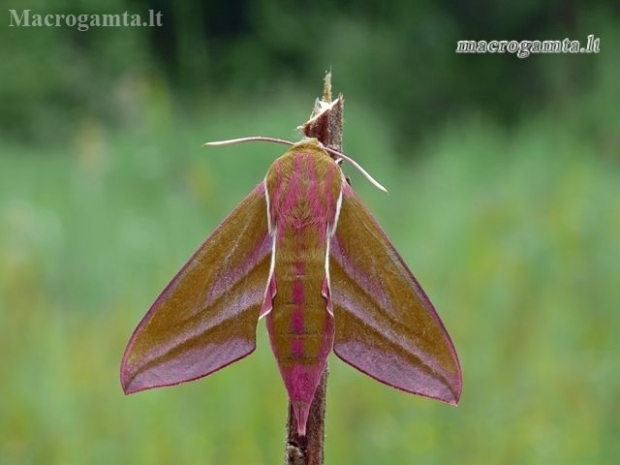 Elephant Hawk-moth - Deilephila elpenor | Fotografijos autorius : Darius Baužys | © Macronature.eu | Macro photography web site