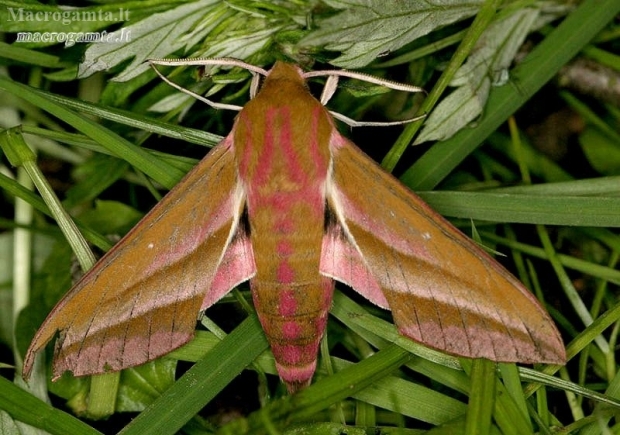 Elephant Hawk-moth - Deilephila elpenor | Fotografijos autorius : Rimantas Stankūnas | © Macronature.eu | Macro photography web site