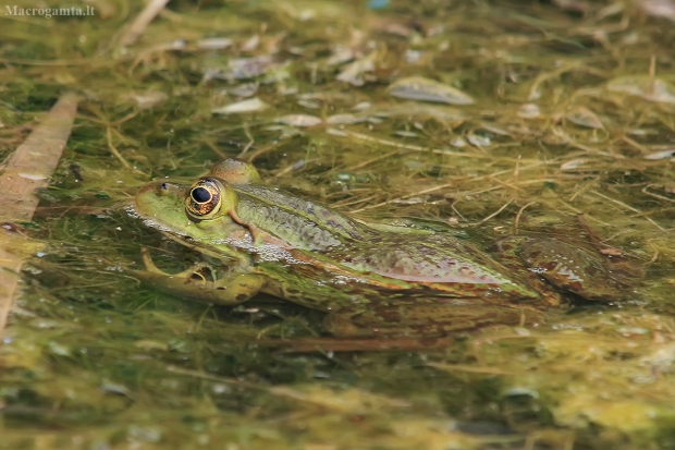 Epyrinė varlė - Pelophylax epeiroticus | Fotografijos autorius : Gintautas Steiblys | © Macrogamta.lt | Šis tinklapis priklauso bendruomenei kuri domisi makro fotografija ir fotografuoja gyvąjį makro pasaulį.