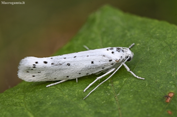 Ermine moth - Yponomeuta sp. | Fotografijos autorius : Kazimieras Martinaitis | © Macronature.eu | Macro photography web site
