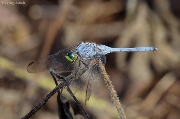 Erythemis simplicicollis, patinas (♂) | Fotografijos autorius : Deividas Makavičius | © Macrogamta.lt | Šis tinklapis priklauso bendruomenei kuri domisi makro fotografija ir fotografuoja gyvąjį makro pasaulį.