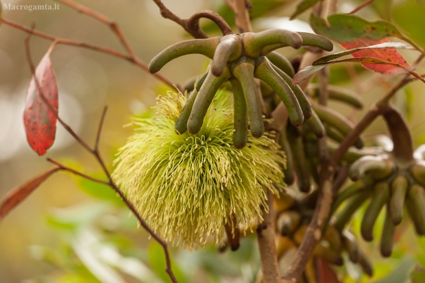 Eukaliptas - Eucalyptus conferruminata | Fotografijos autorius : Žilvinas Pūtys | © Macrogamta.lt | Šis tinklapis priklauso bendruomenei kuri domisi makro fotografija ir fotografuoja gyvąjį makro pasaulį.