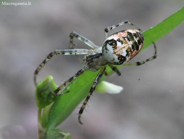 Eurasian armoured long-jawed spider - Metellina segmentata | Fotografijos autorius : Vytautas Gluoksnis | © Macrogamta.lt | Šis tinklapis priklauso bendruomenei kuri domisi makro fotografija ir fotografuoja gyvąjį makro pasaulį.