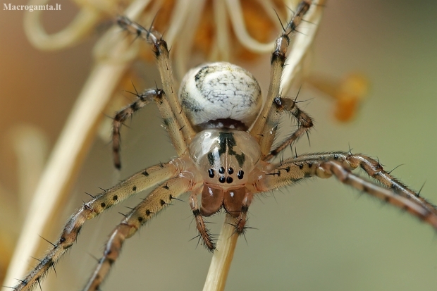 Rudeninis skylūnėlis - Metellina segmentata | Fotografijos autorius : Gintautas Steiblys | © Macronature.eu | Macro photography web site
