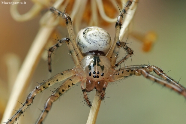 Eurasian armoured long-jawed spider - Metellina segmentata | Fotografijos autorius : Gintautas Steiblys | © Macrogamta.lt | Šis tinklapis priklauso bendruomenei kuri domisi makro fotografija ir fotografuoja gyvąjį makro pasaulį.