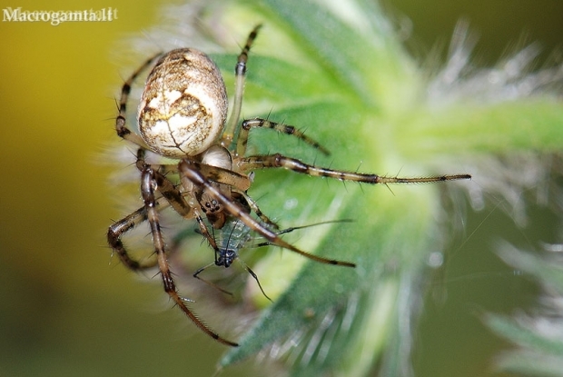 Eurasian armoured long-jawed spider - Metellina segmentata | Fotografijos autorius : Arūnas Eismantas | © Macrogamta.lt | Šis tinklapis priklauso bendruomenei kuri domisi makro fotografija ir fotografuoja gyvąjį makro pasaulį.