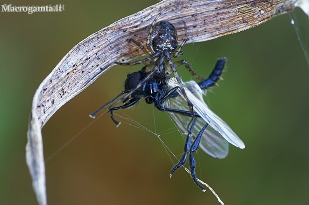 Eurasian armoured long-jawed spider - Metellina segmentata | Fotografijos autorius : Gintautas Steiblys | © Macrogamta.lt | Šis tinklapis priklauso bendruomenei kuri domisi makro fotografija ir fotografuoja gyvąjį makro pasaulį.