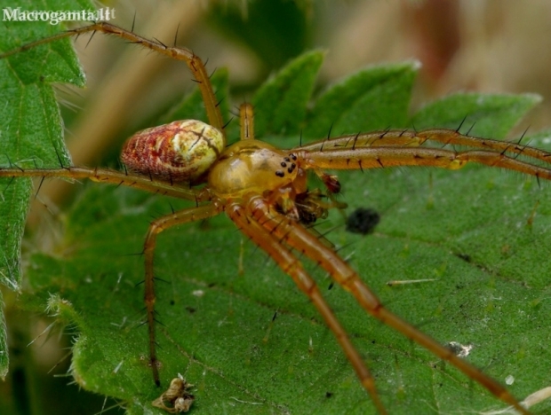 Eurasian armoured long-jawed spider - Metellina segmentata | Fotografijos autorius : Romas Ferenca | © Macrogamta.lt | Šis tinklapis priklauso bendruomenei kuri domisi makro fotografija ir fotografuoja gyvąjį makro pasaulį.