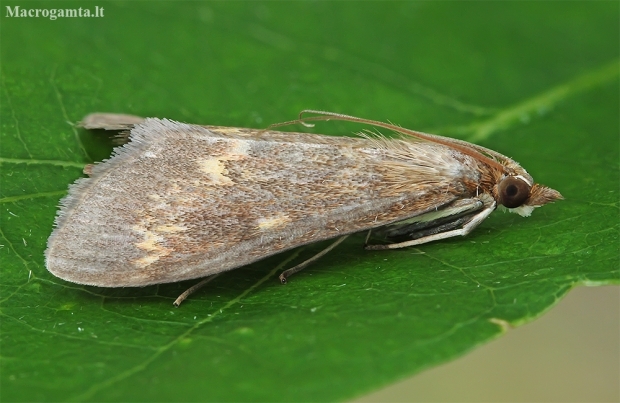 European Corn Borer - Ostrinia nubilalis | Fotografijos autorius : Gintautas Steiblys | © Macronature.eu | Macro photography web site