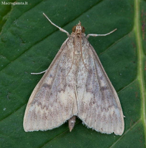 European Corn Borer - Ostrinia nubilalis | Fotografijos autorius : Žilvinas Pūtys | © Macronature.eu | Macro photography web site