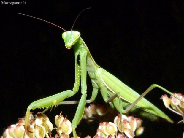 European Mantis - Mantis religiosa | Fotografijos autorius : Vitalijus Bačianskas | © Macronature.eu | Macro photography web site