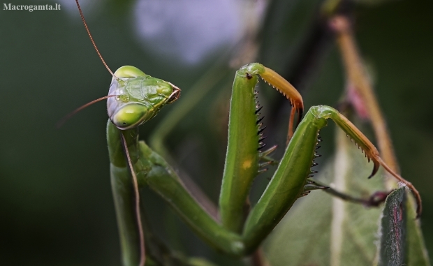 European Mantis - Mantis religiosa | Fotografijos autorius : Kazimieras Martinaitis | © Macronature.eu | Macro photography web site