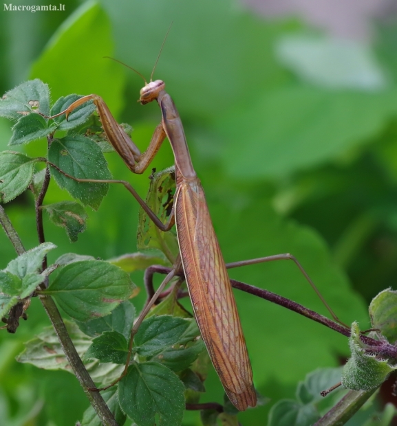 European Mantis - Mantis religiosa | Fotografijos autorius : Romas Ferenca | © Macronature.eu | Macro photography web site